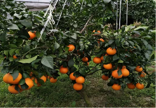 文章附图